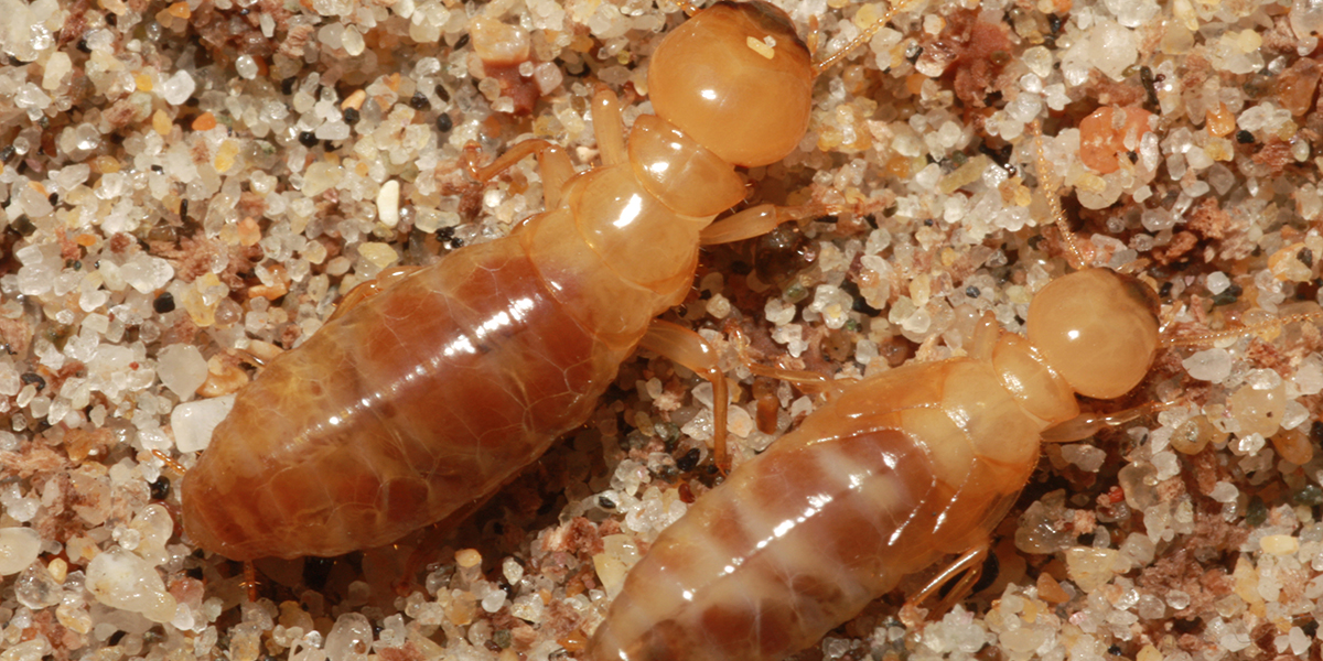 Termite Species in California Rogall